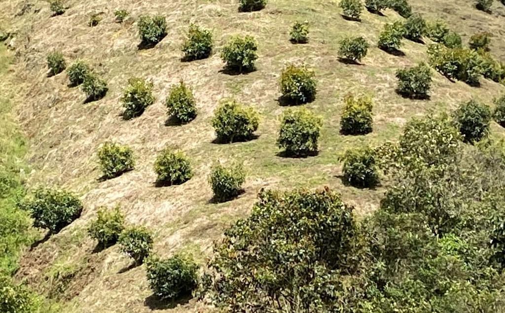 Finca de Aguacate en Venta en Antioquia | Variedad Hass