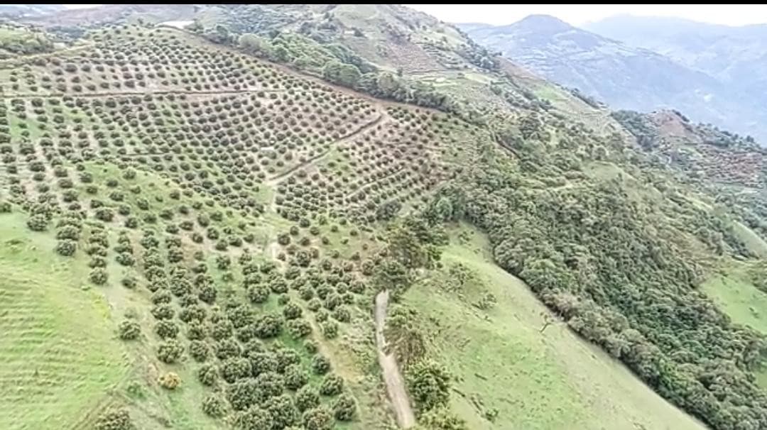 Granja de Aguacate en Venta en La Unión, Colombia