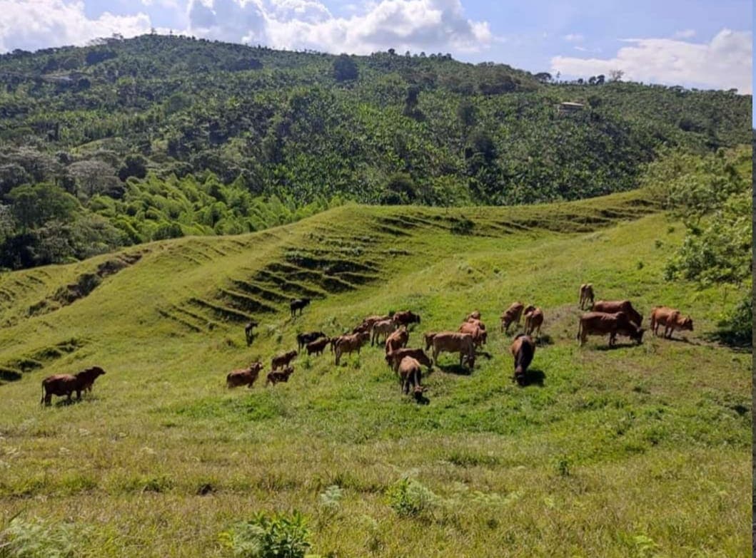 Risaralda Farm for Sale | Medellín real estate - Image 1